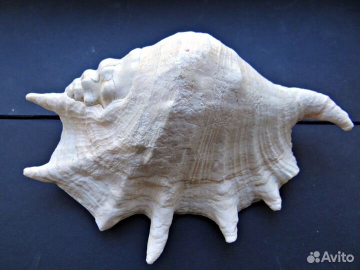 Морская ракушка Lambis truncata 26 см