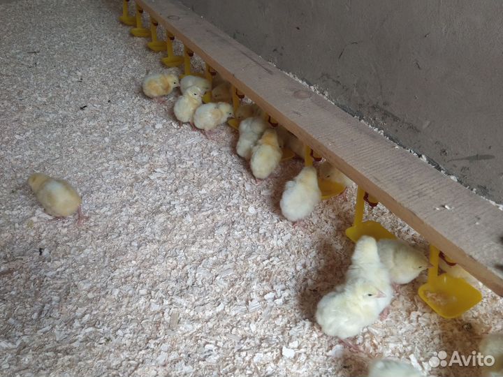 Цыплята бройлеры кобб 500 суточные