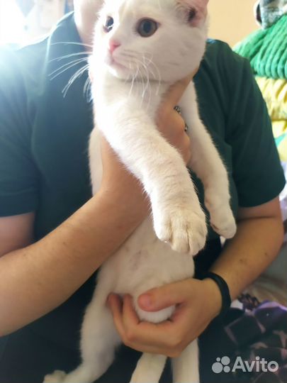 Кот шотландский вислоухий