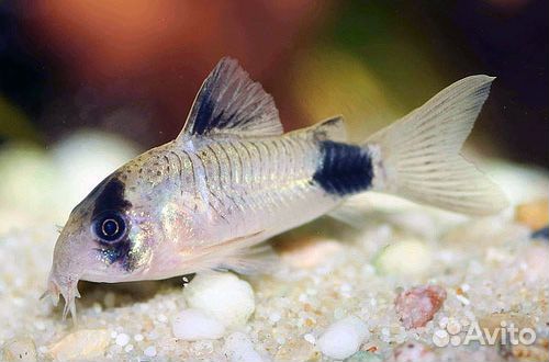 Каридорас Панда сомик