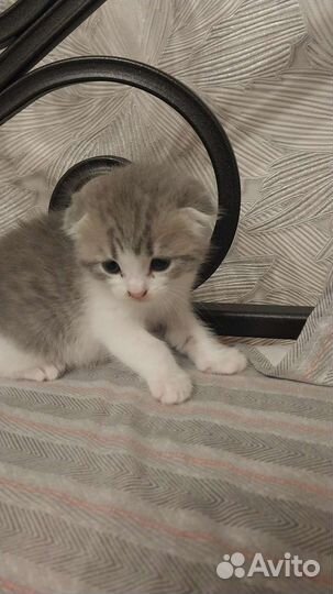 Шотландская вислоухая кошка бесплатно