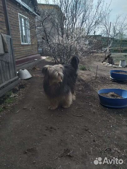 В добрые руки