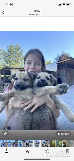 Отдам в добрые заботливые руки