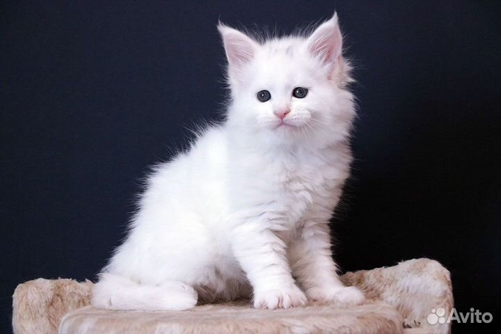 Мейн кун белый солид котик