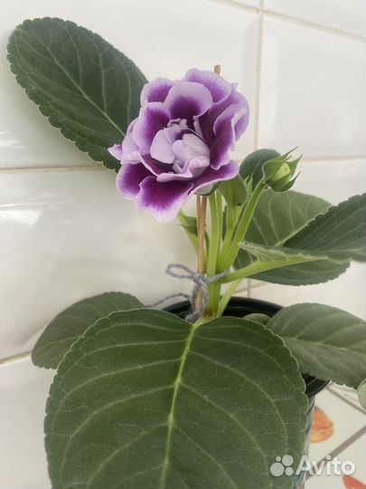 Глоксиния цветущая брокада фиолетовая