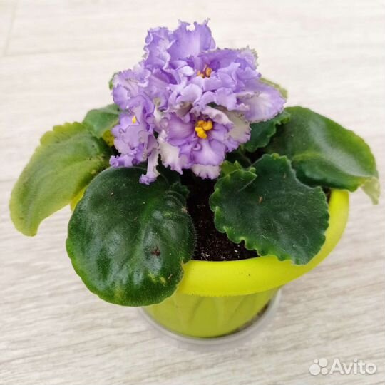 Фиалки цветущие в горшке