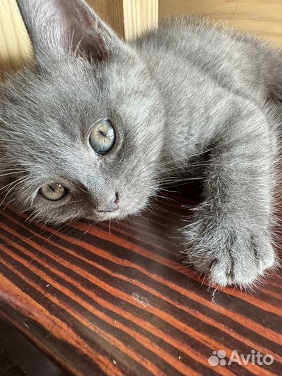 Кошечка от родителей шотландской породы