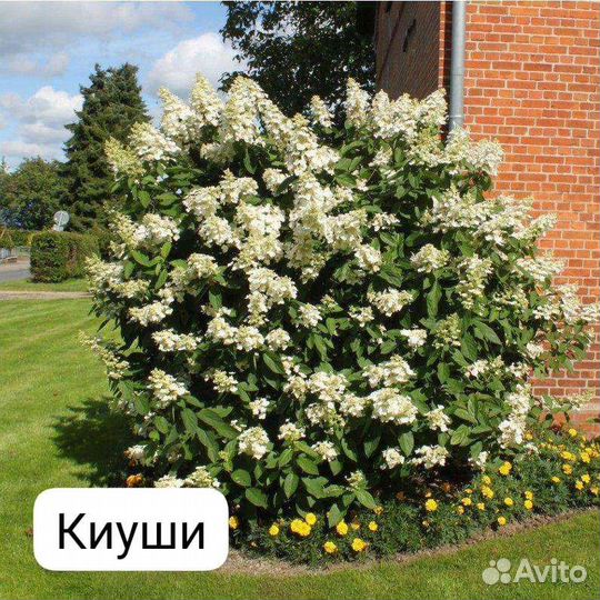 Калина Бульденеж, Миндаль,Спиреи