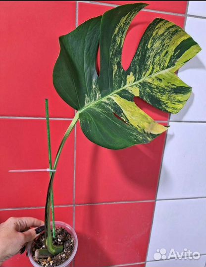 Монстера аурея триколор