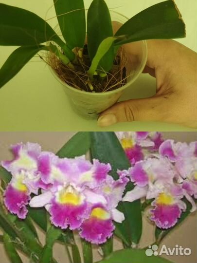 Орхидеи каттлеи