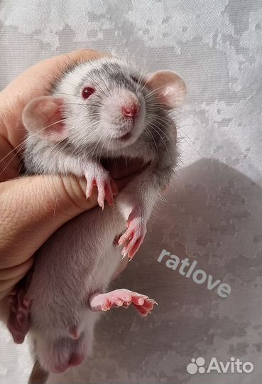 Крысята марбл от ratlove