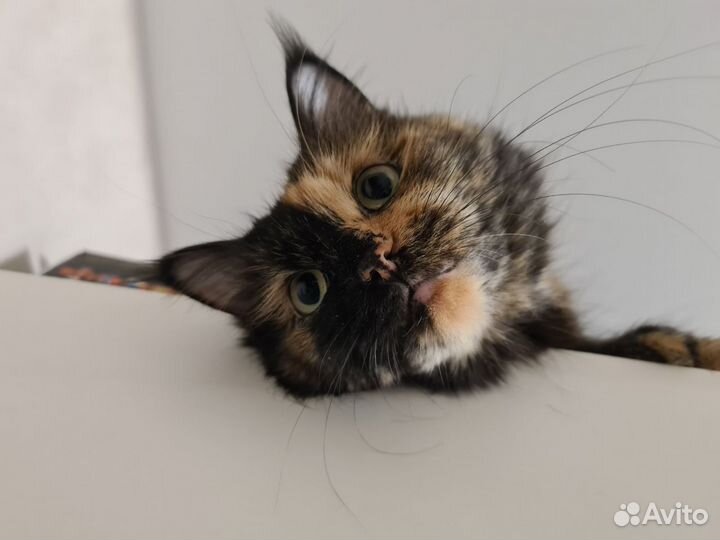 Стерилизованая Ксюша ищет дом, 4 года