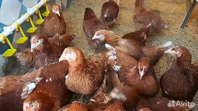 Несушка хайсекс (коричневая)