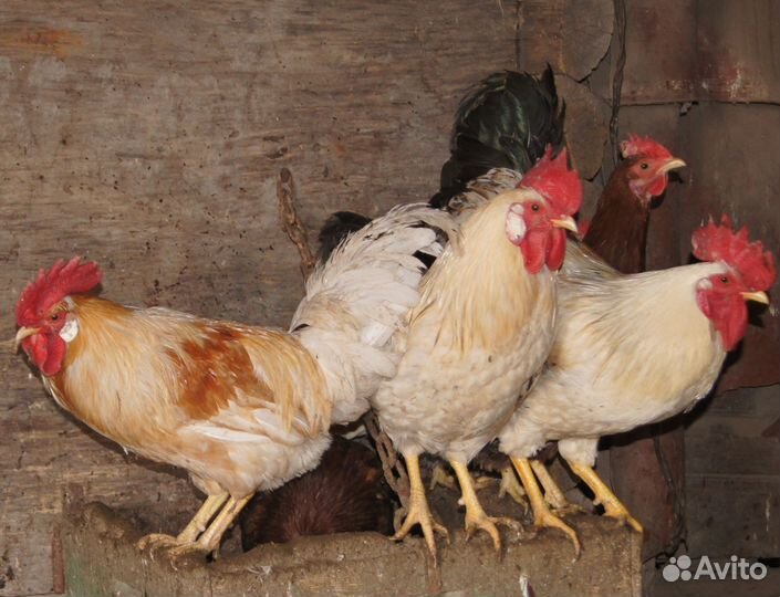 Петух молодой не клевачий, из-под наседки