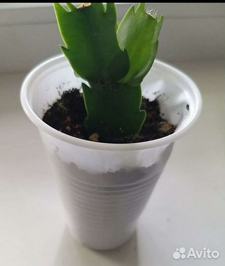 Желтый декабрист