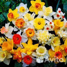 Луковичные голландские