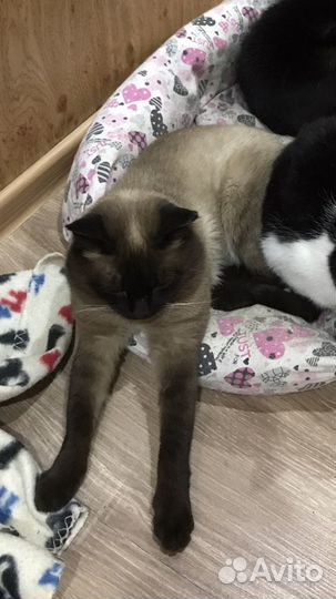 Потерялся сиамский кот