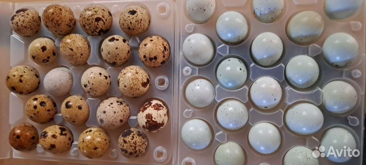 Инкубационое яйцо