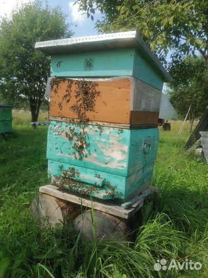 Пчелопакеты