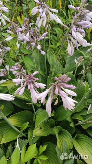 Цветы: Садовые многолетники