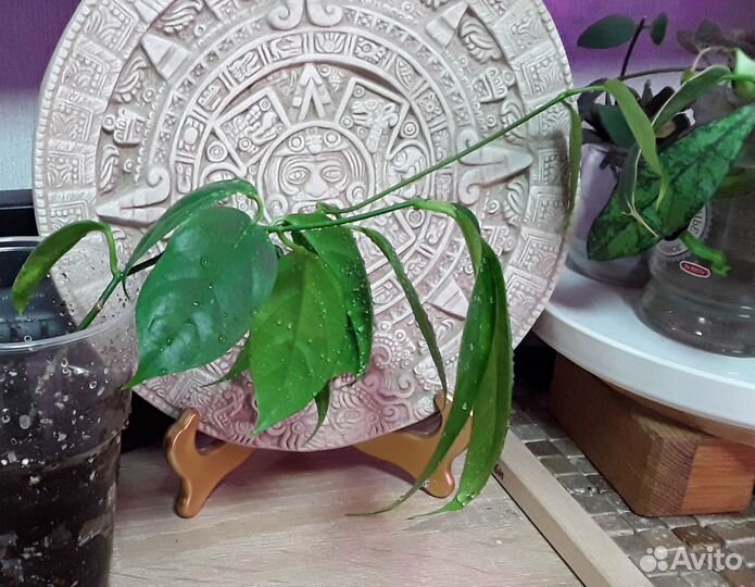 Хойя алагенсис