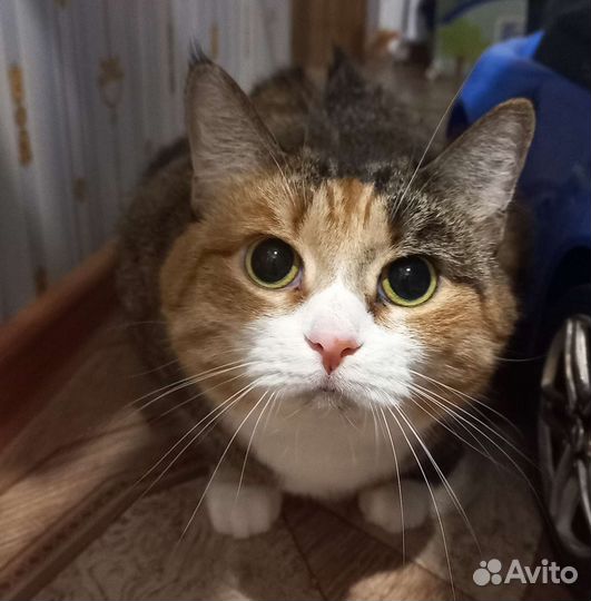 Кошка в добрые руки