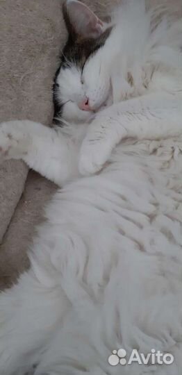 Молодой котик