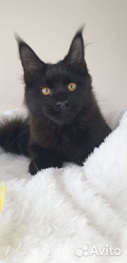 Черная пантера