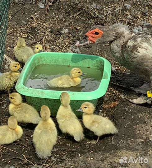 Утка утак мускусная Лаванда тяжелой линии