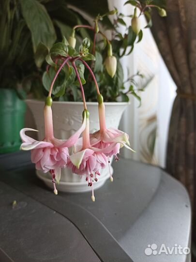 Комнатные цветы фуксия