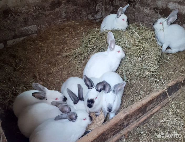 Кролики.бабочка. шиншилла