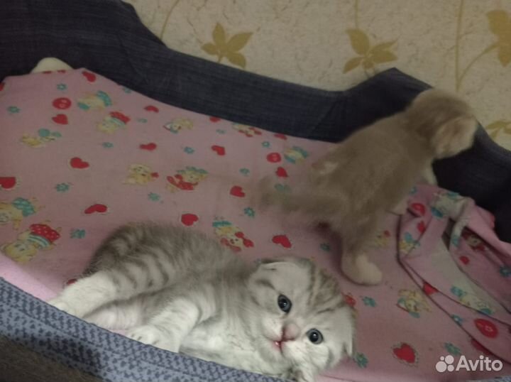 Шотландские вислоухие котята