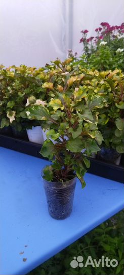 Альтернантера