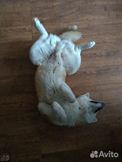 Кобель для вязки