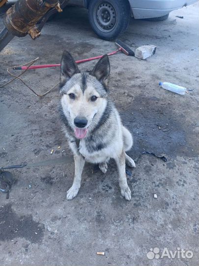 Собака в добрые руки