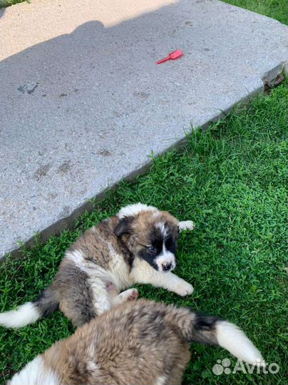 Продам московскосторожевые щенята