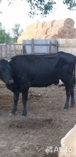 Продаются две тёлочки