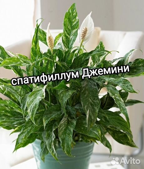 Спатифиллум Домино и Джемини-женское счастье