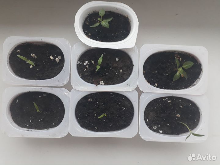 Саженцы перца Чили