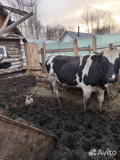 Телочки и бычки