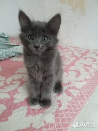 Девочка в добрые руки