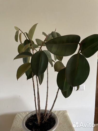 Фикус эластика