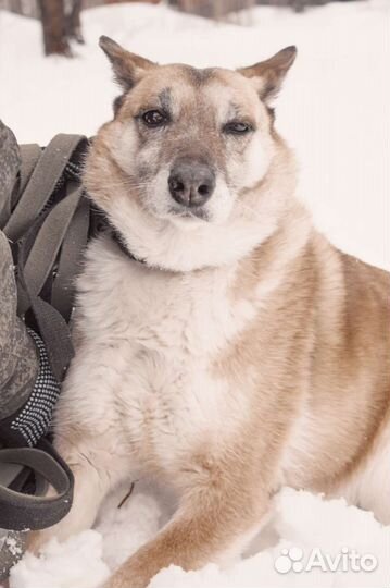 Собака в добрые руки отдам бесплатно