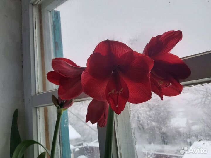 Гиппиаструм