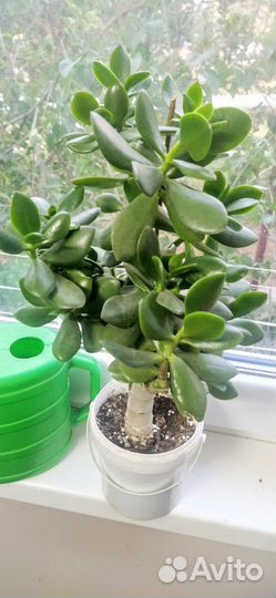 Толстянка (Денежное дерево )