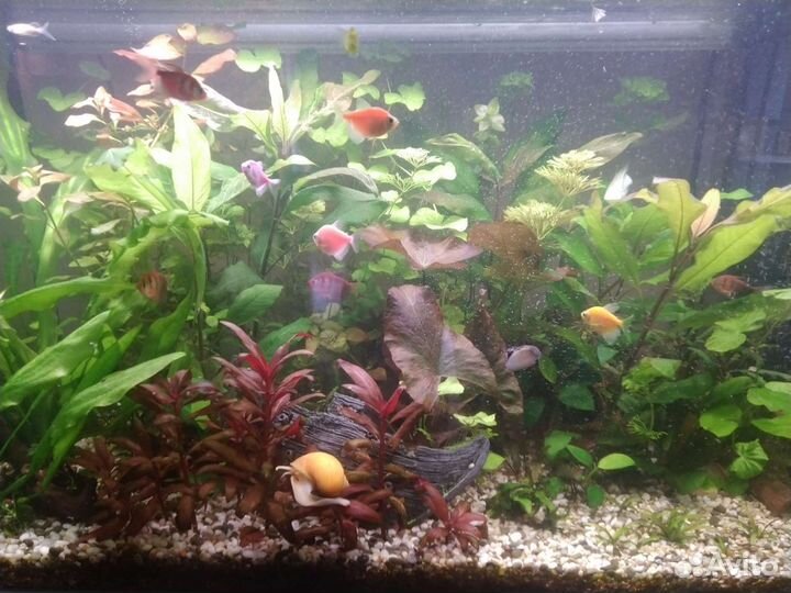 Аквариумные растения прополка