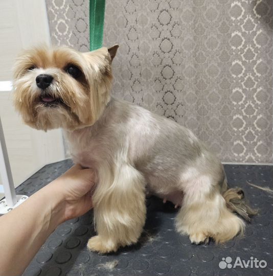 Грумер / груминг / стрижка собак / кошек