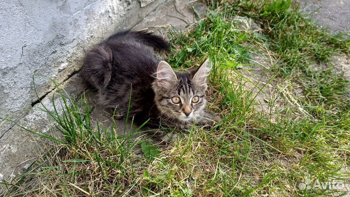 Отдадим котят в добрые руки