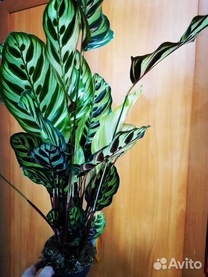 Калатея Макояна, на Подарок