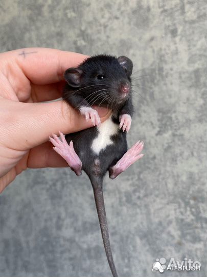 Крысята Дамбо